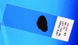 Etichette per etichettatrice LAB PAL™  Tipo B-423 Materiale Poliestere Largh. 12,7 mm Per F A P G