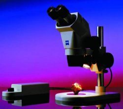 Stereomicroscopi "Stemi 2000"