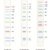 Blue Ultra Pre-stained Protein Ladder (6.5 to 270 kDa)