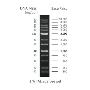 1Kb PLUS DNA ladder, 100-10Kb, 1 x 500ul vial