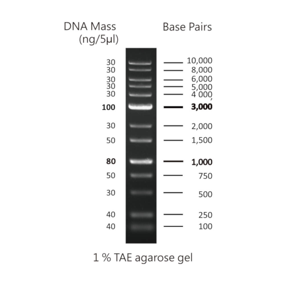 1Kb PLUS DNA ladder, 100-10Kb, 1 x 500ul vial